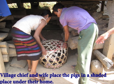 Vietnam Battlefield Tours, visit to Bru Montagnard Village with a basket of five young pigs purchased at a local market